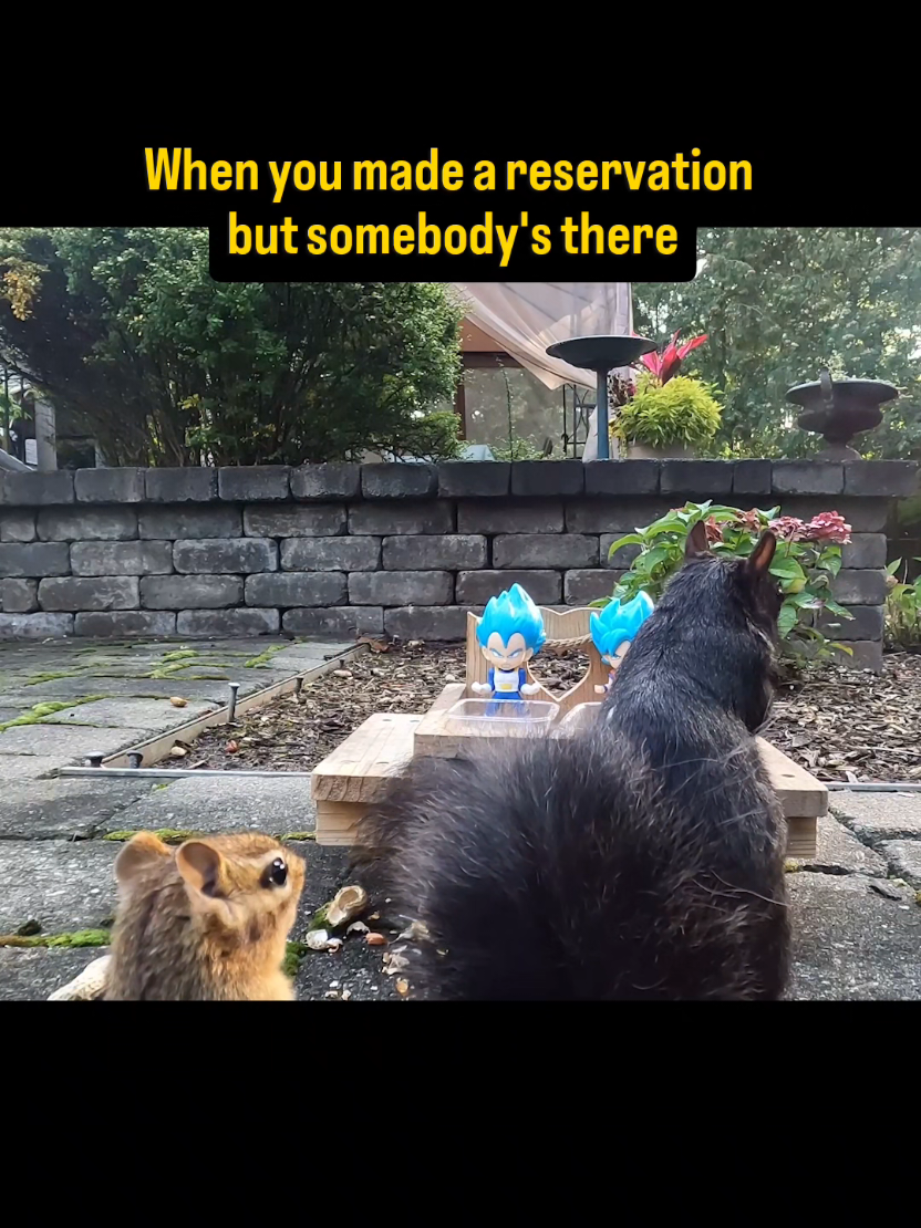 @youngmasterchu squirrel