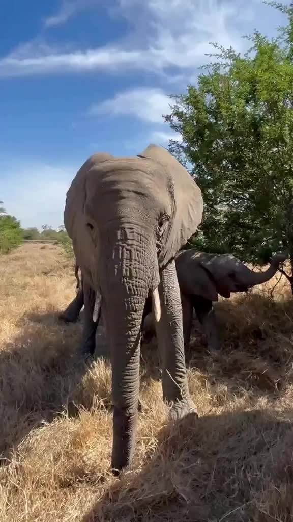 @SheldrickTrust