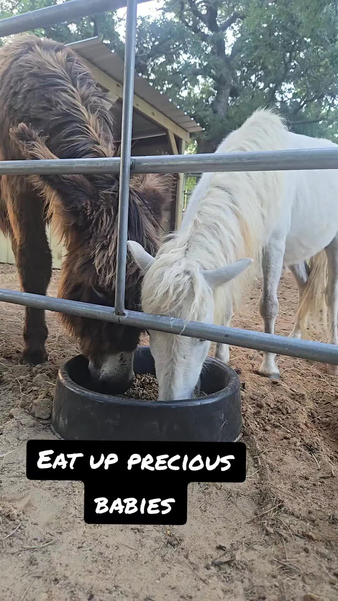 @Fonzy's Farm Rehab & Sanctuary