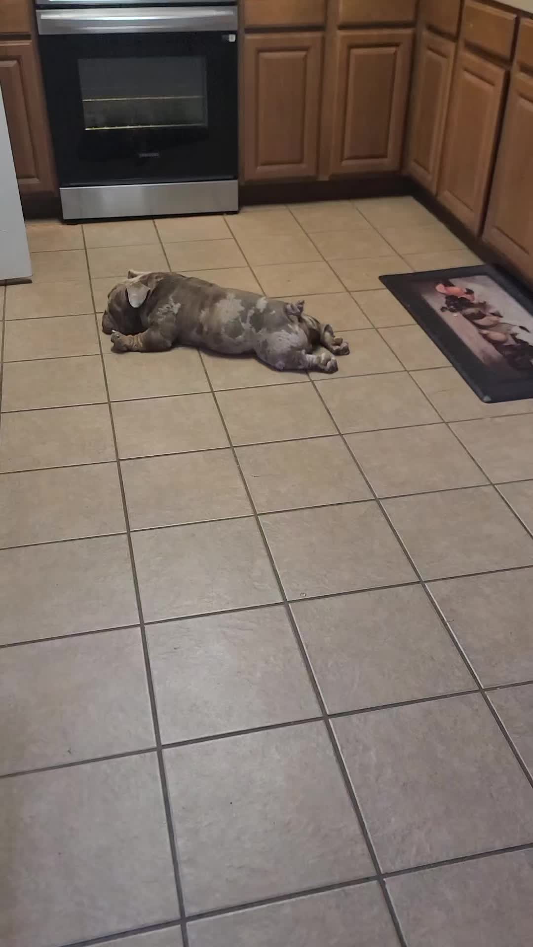 @Crookedcitykennel