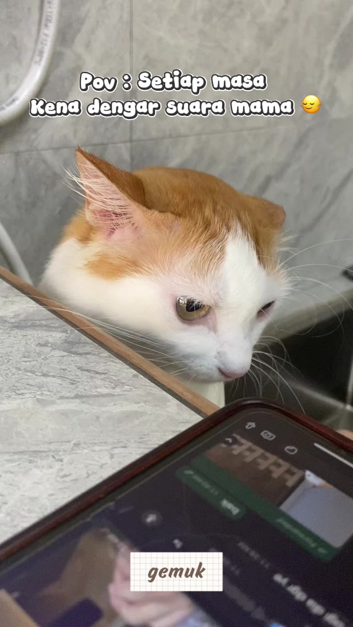 @Anya Pet Shop