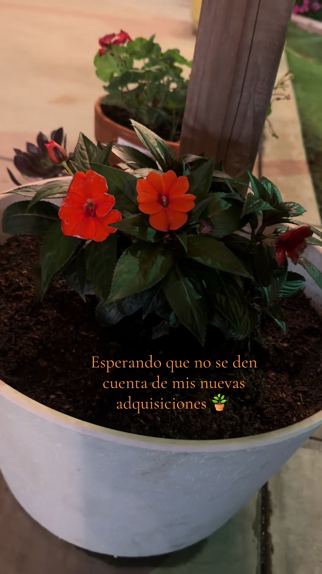 @𝓛𝓾𝓬𝔂 𝓥𝓲𝓵𝓵𝓪𝓻𝓻𝓮𝓪𝓵