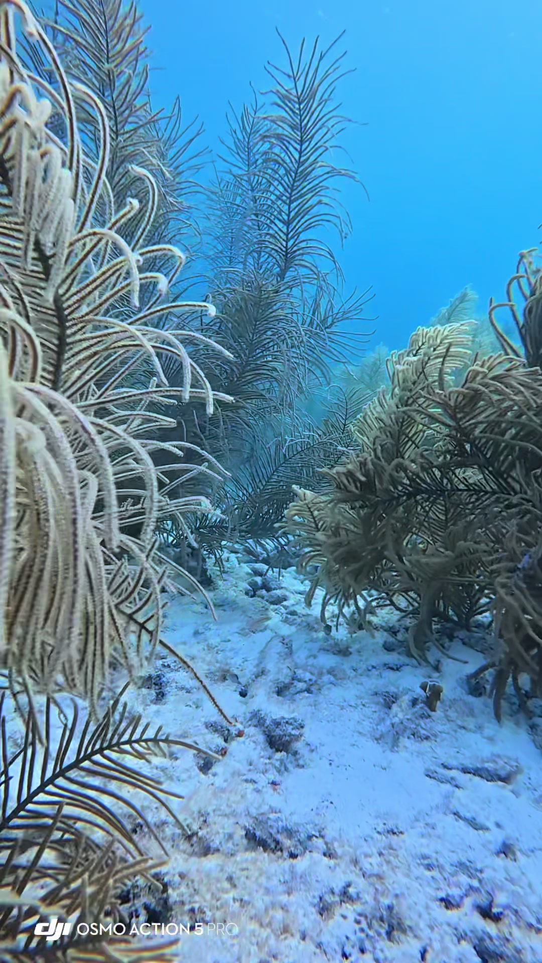 @dolphinsbonaire