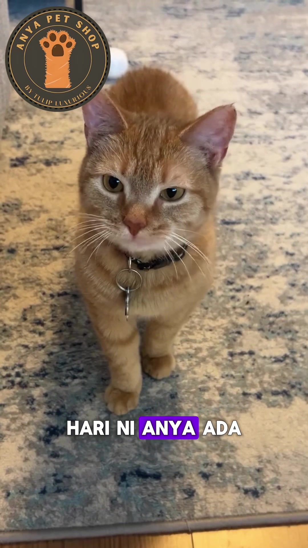 @Anya Pet Shop