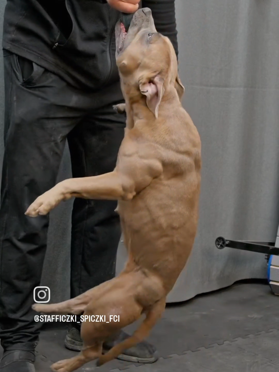 @IGP Dog Mando