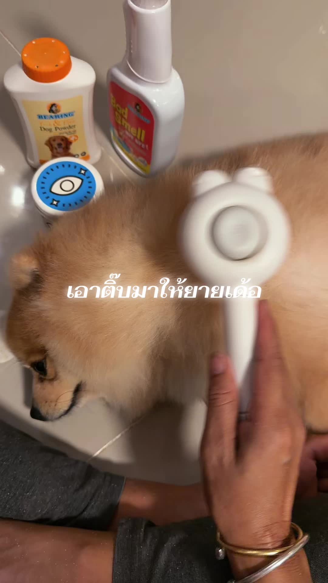 @มาดามเเอนนี่ คิ้วปิง 🇹🇭🇺🇸