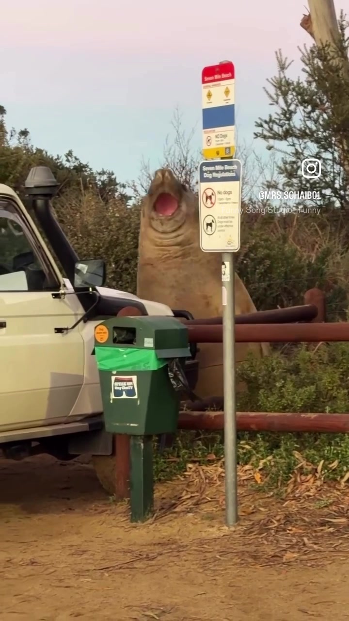 @Neil the Seal 🦭