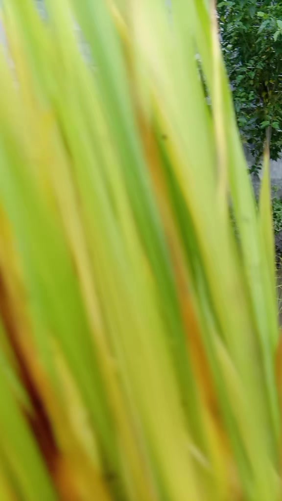 @एलिसा राना