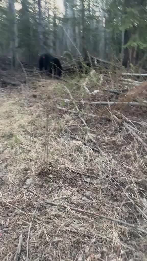 @ddwildhunts