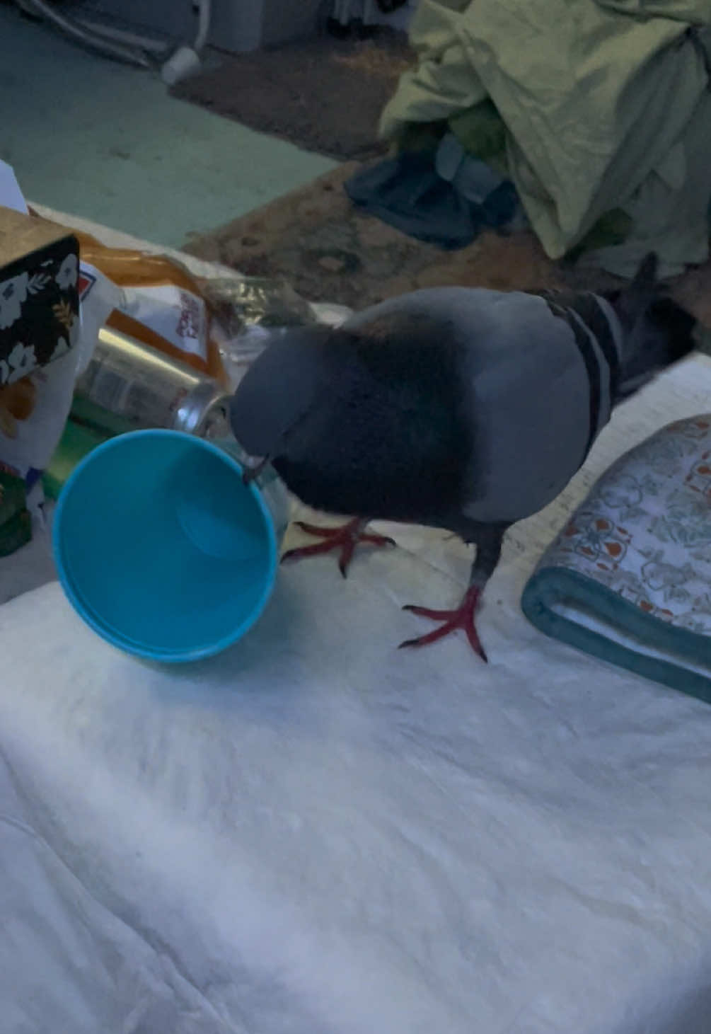 @Beebee The Pigeon