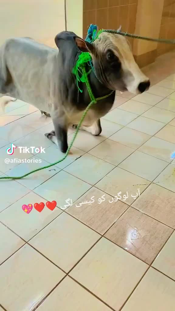 @میر علی شاہ