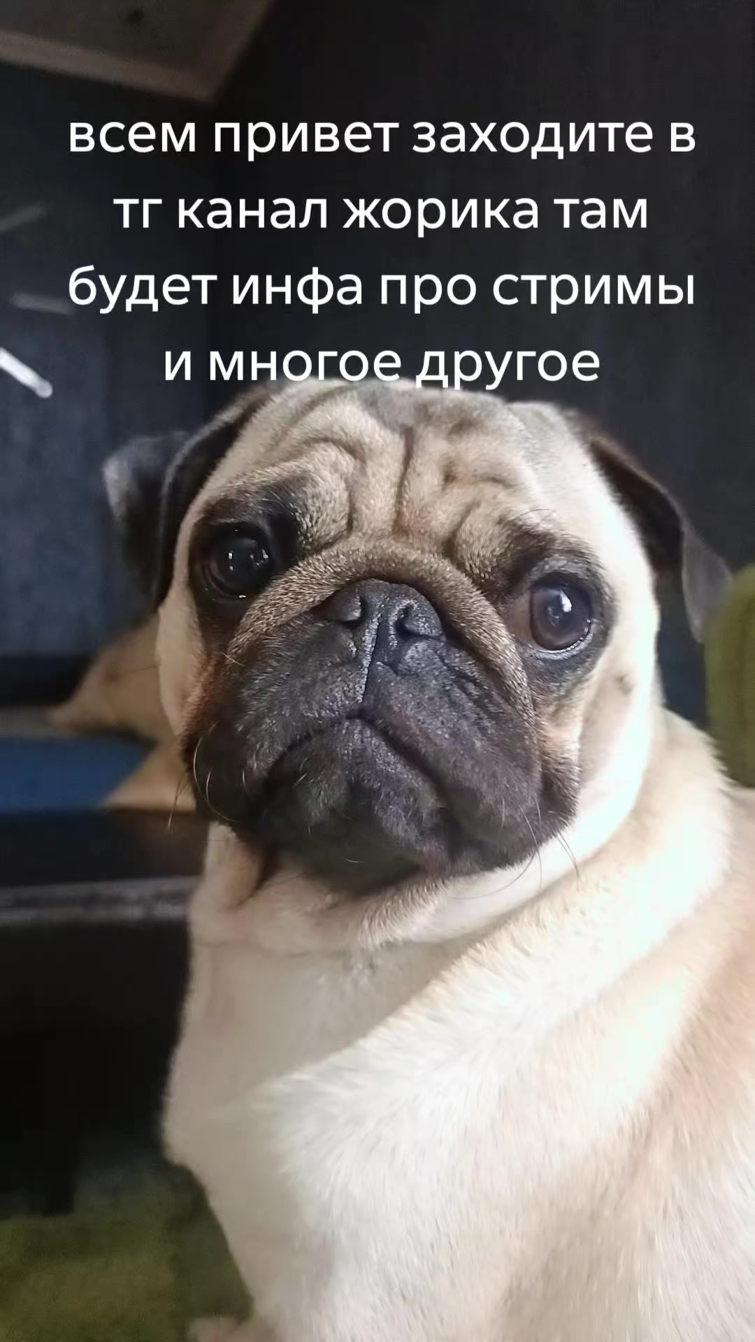 @мопс жора🐾