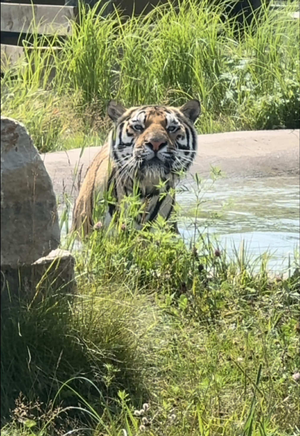 @The Wildcat Sanctuary