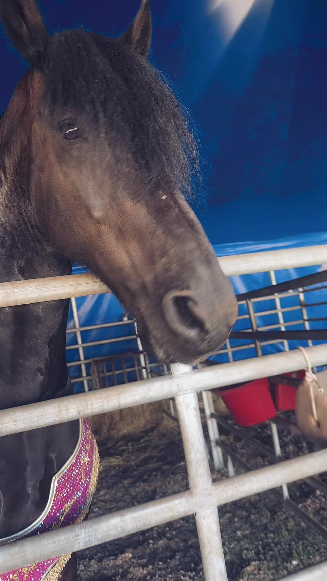 @Horses