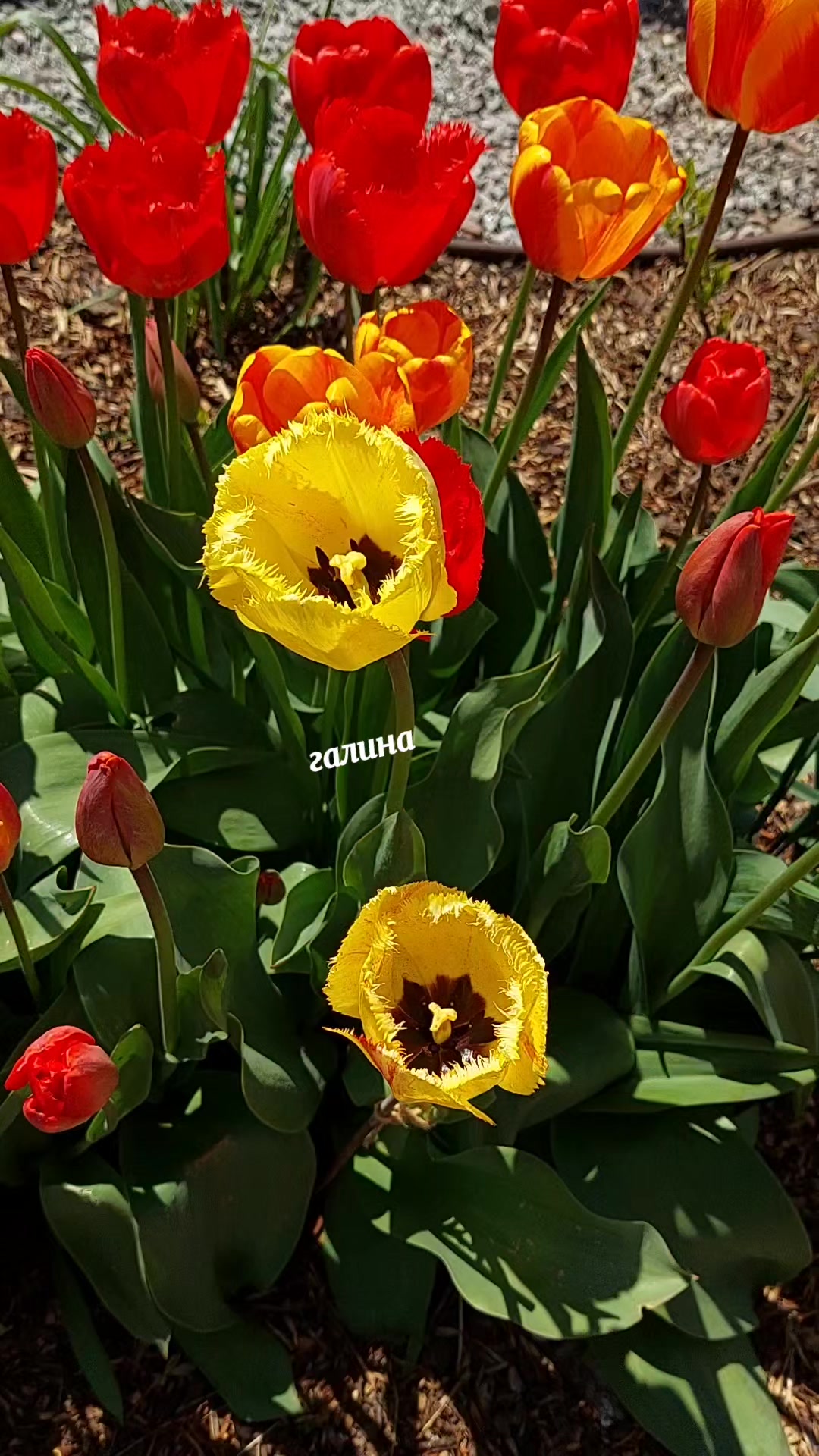 @✨️Галина ✨️🌸