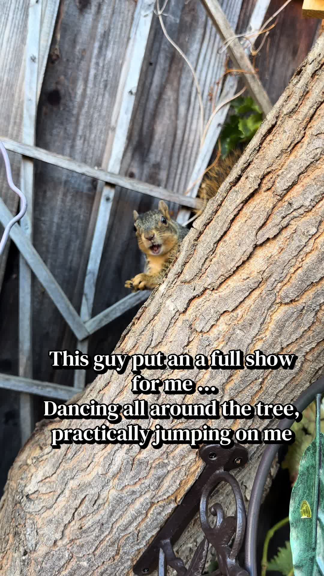 @Sherry&rsquo;s Backyard Sanctuary