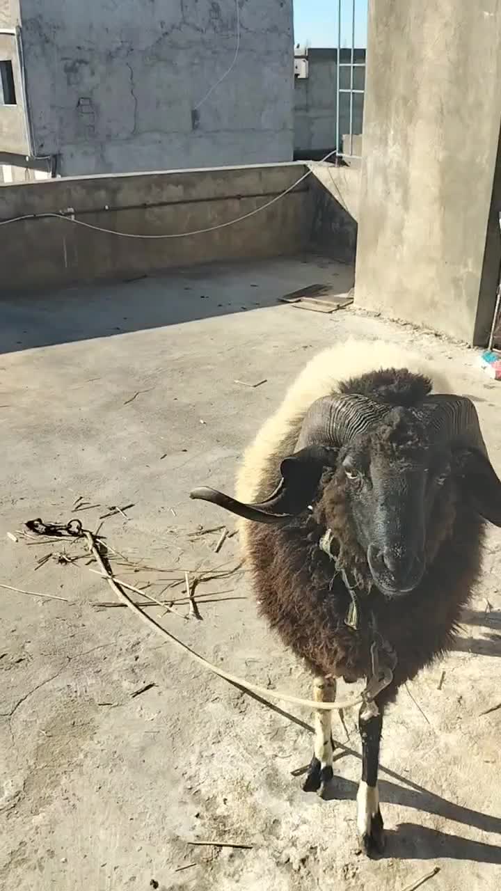 @😎😎 🐏🐏🫣🫣