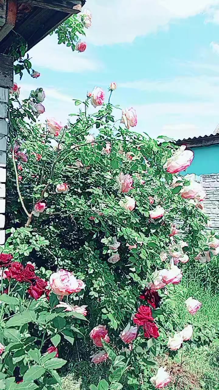 @╚»★«╝ 𝓐𝓷𝓪𝓼𝓽𝓪𝓼𝓲𝔂𝓪 ╚»★