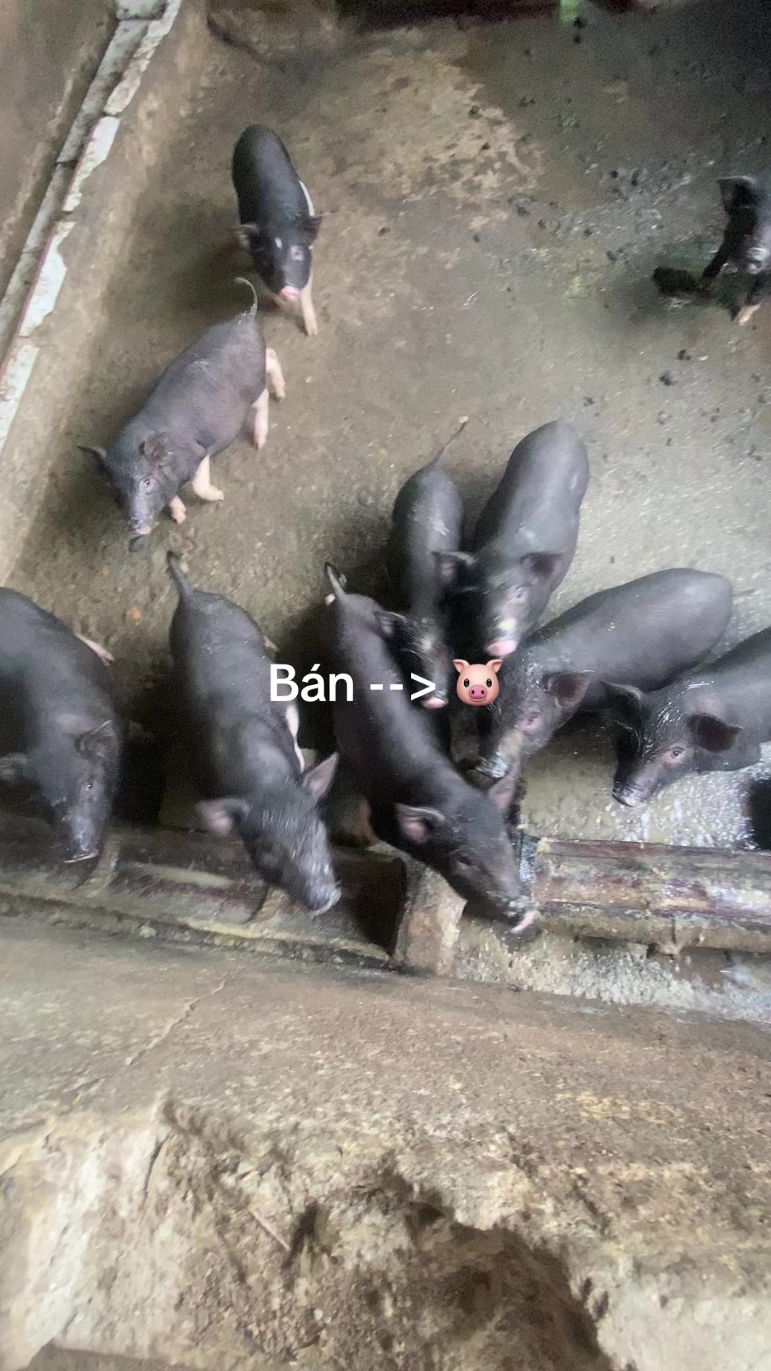 @Phượng ớt 💚