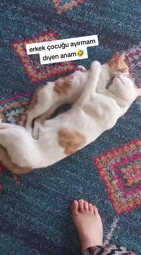@aslsungur4