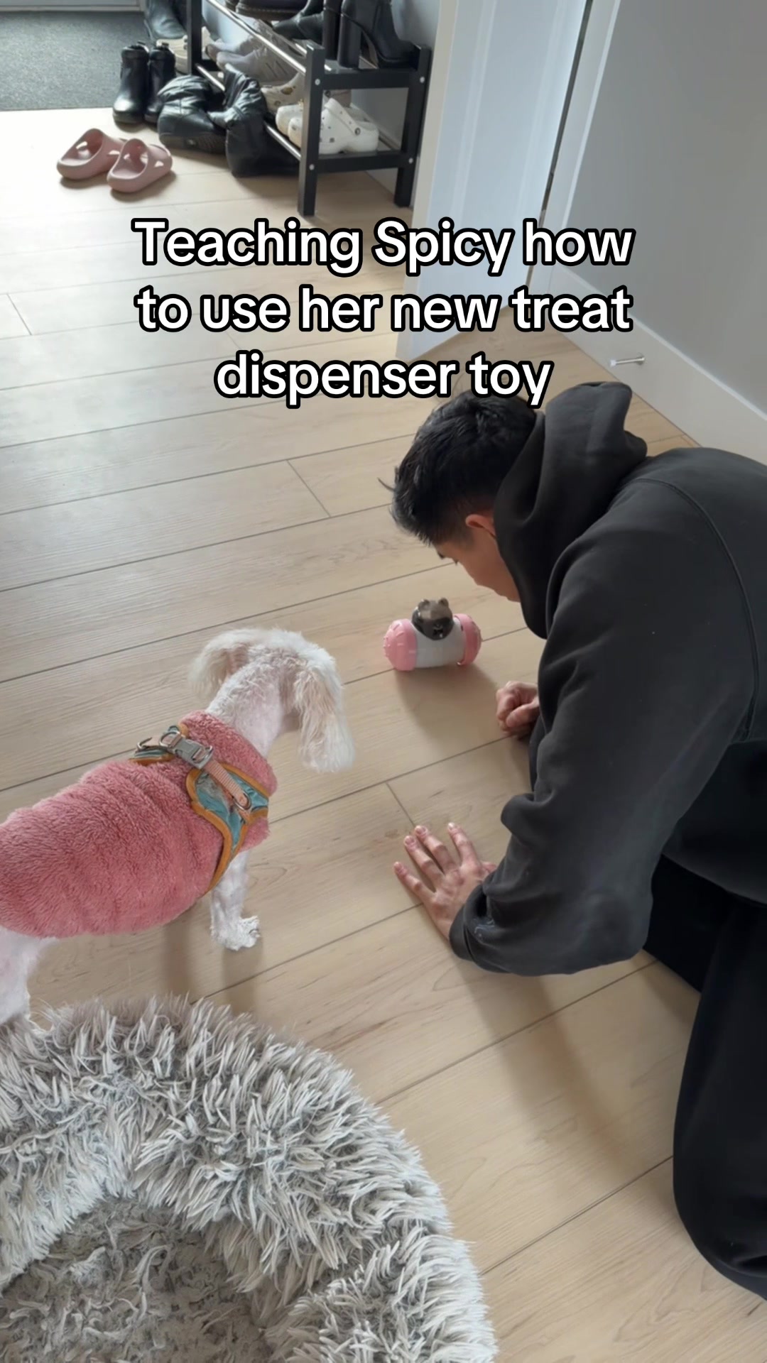@Spicy The Dog