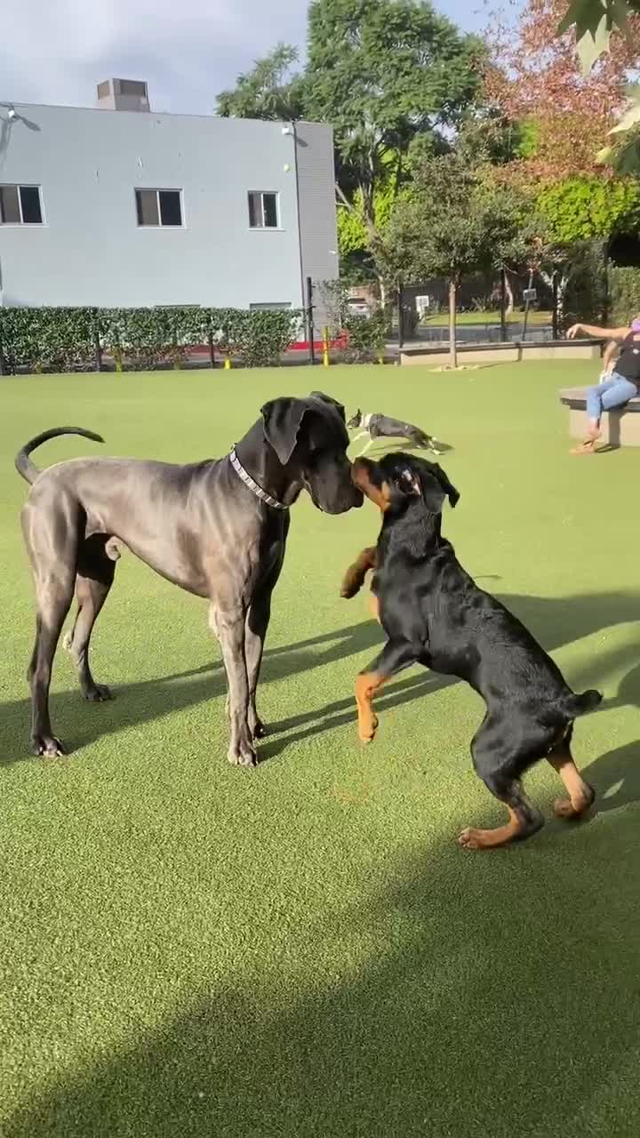 @Pluto the Rottie