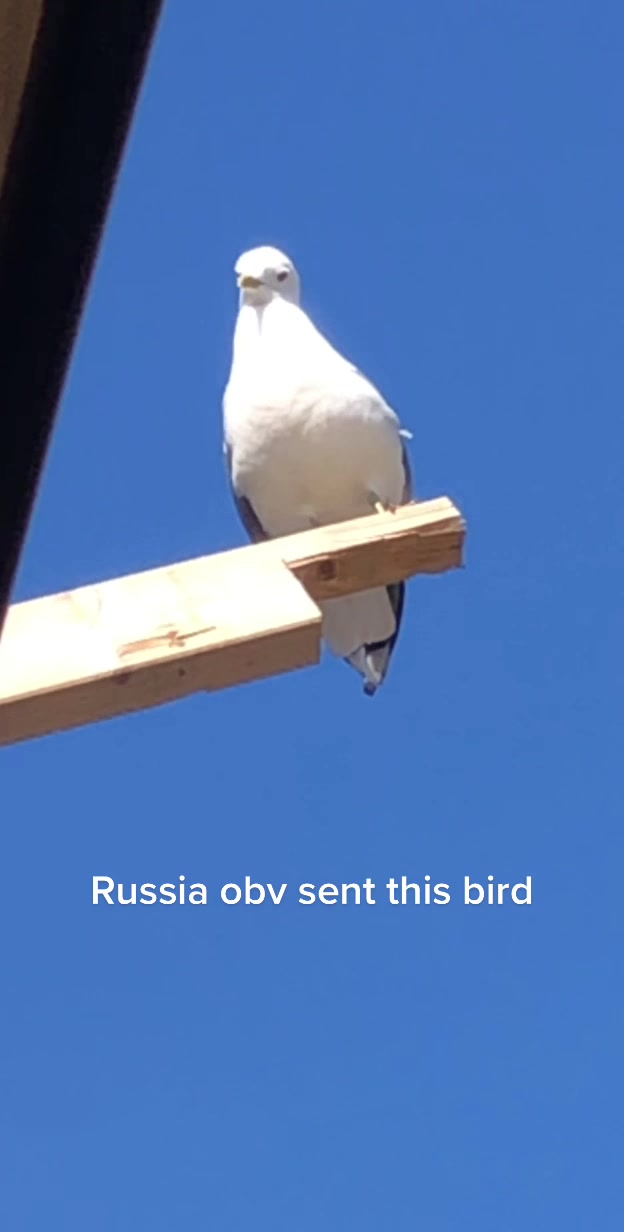 @Skarrig