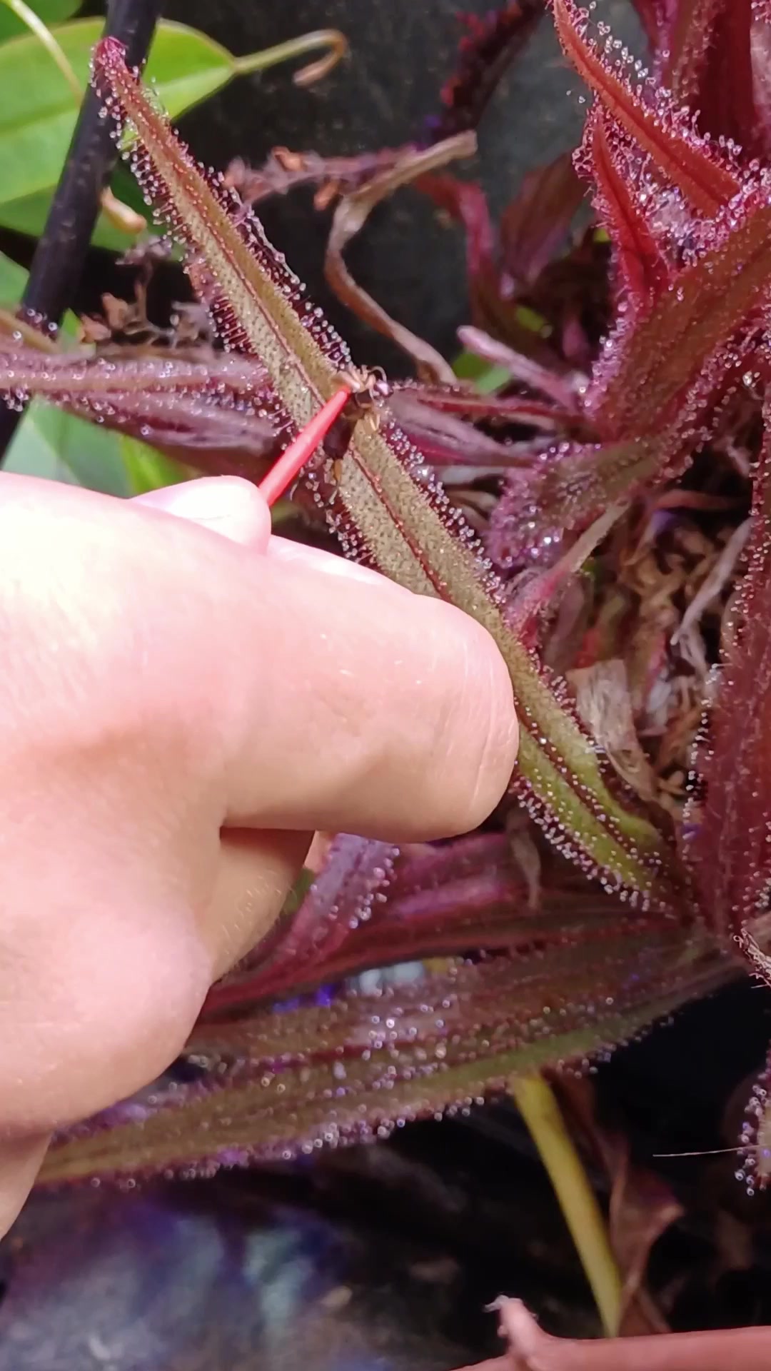 @Logs Plants