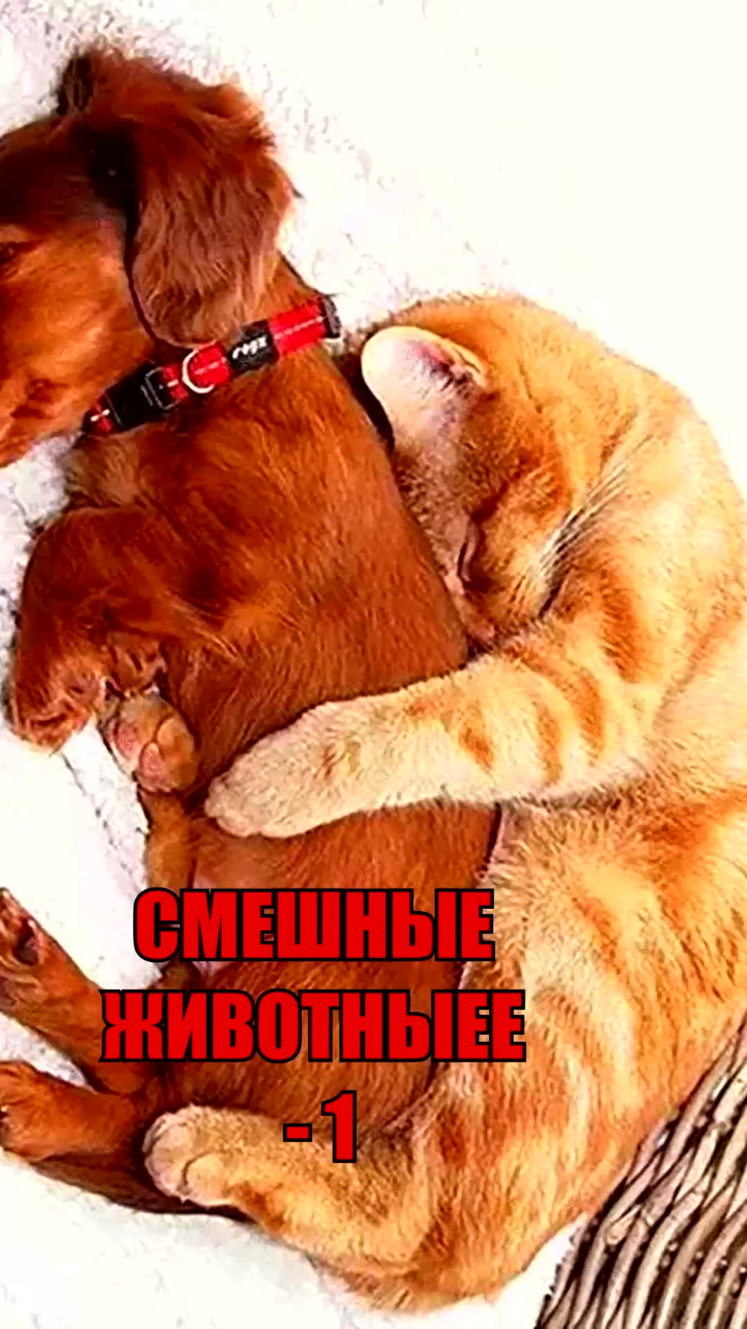 @Funny Animals: cats and dogs.