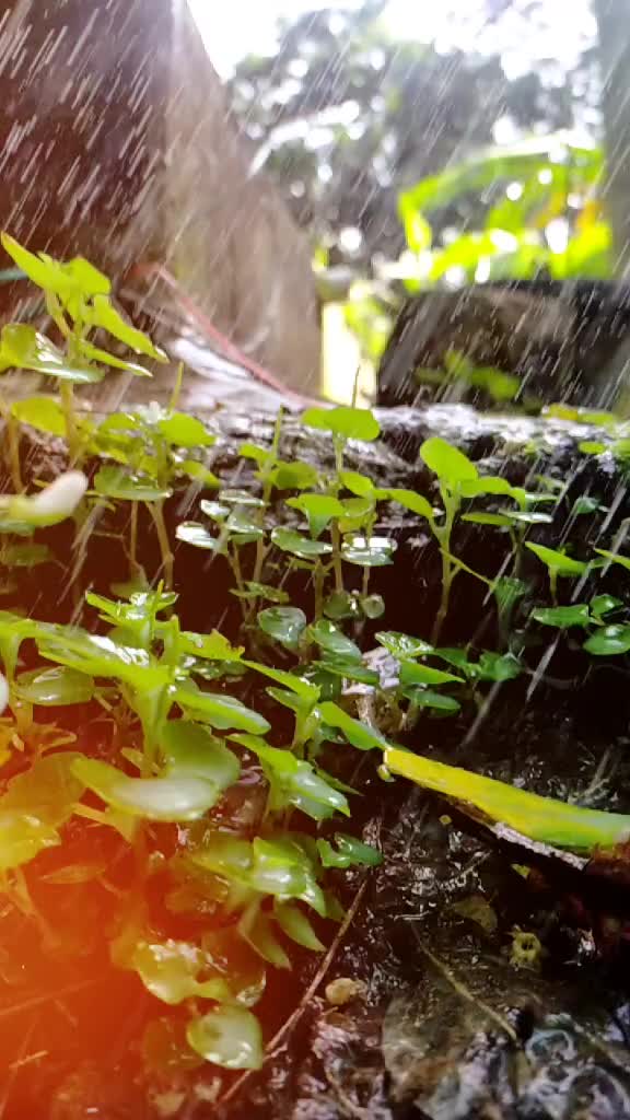 @ജോമോൻ പുലയൻ