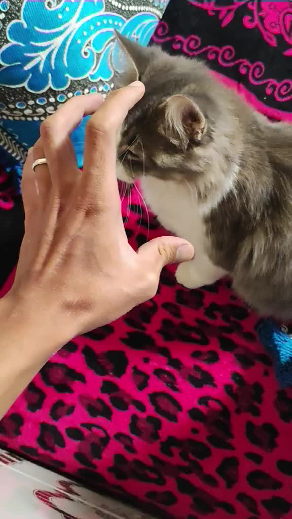 @Lola cat