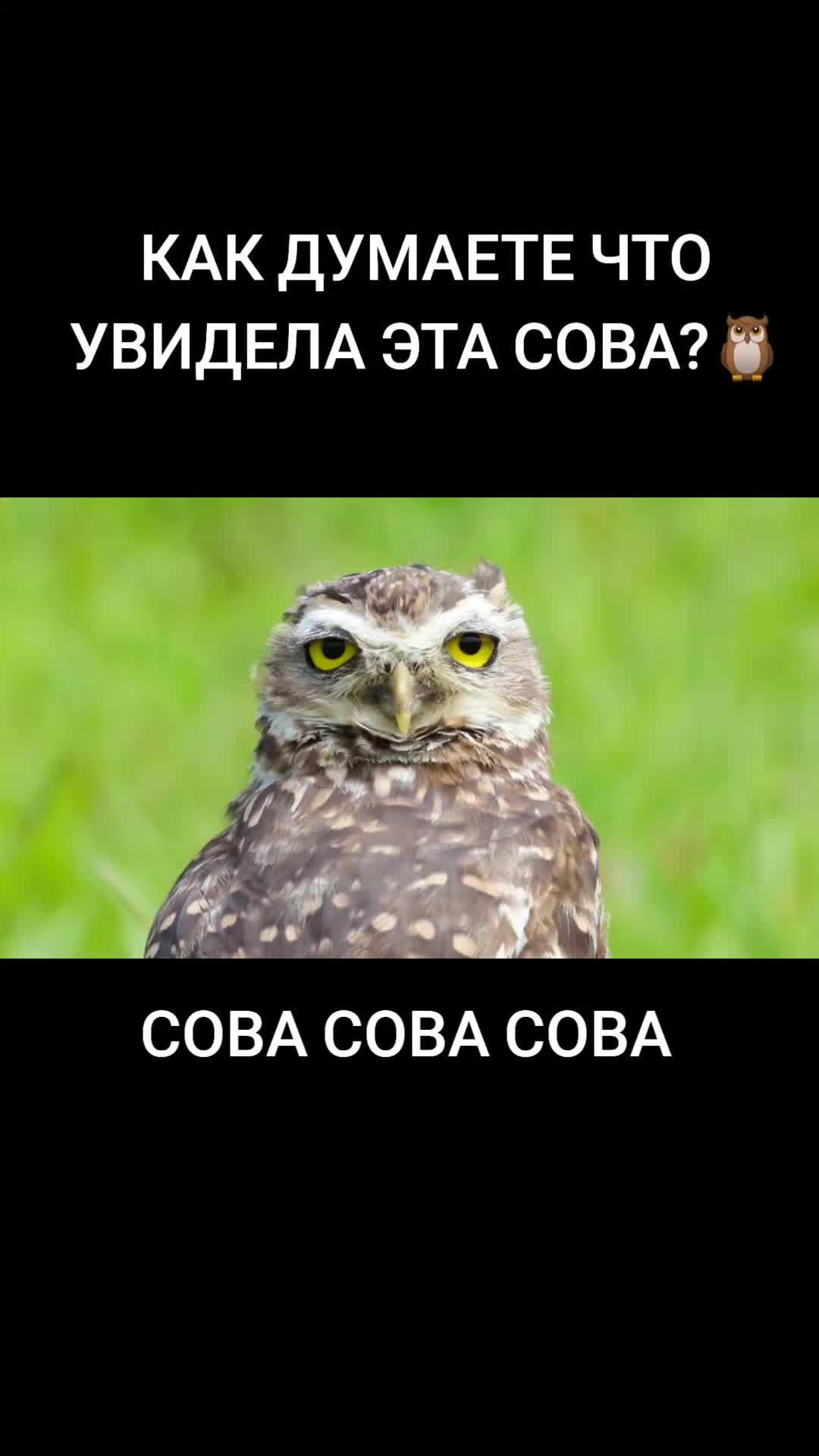 @носфератыч