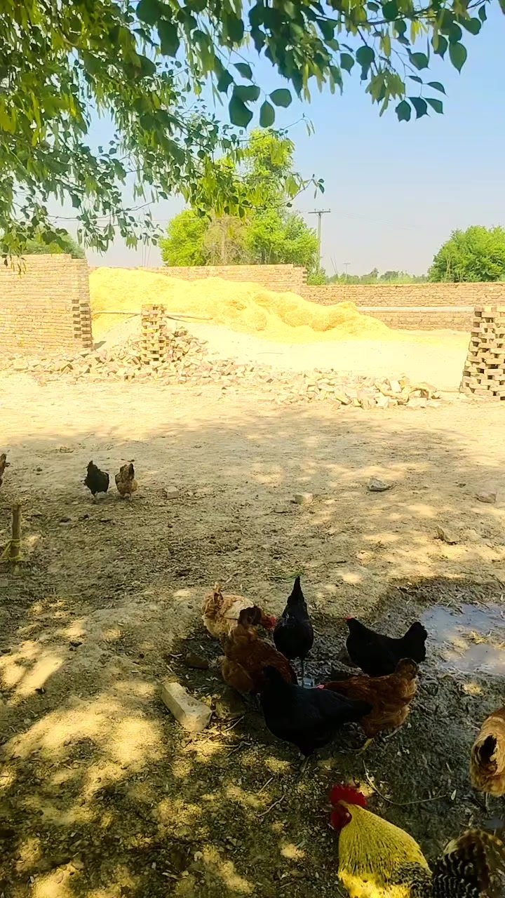 @maliksabir 867