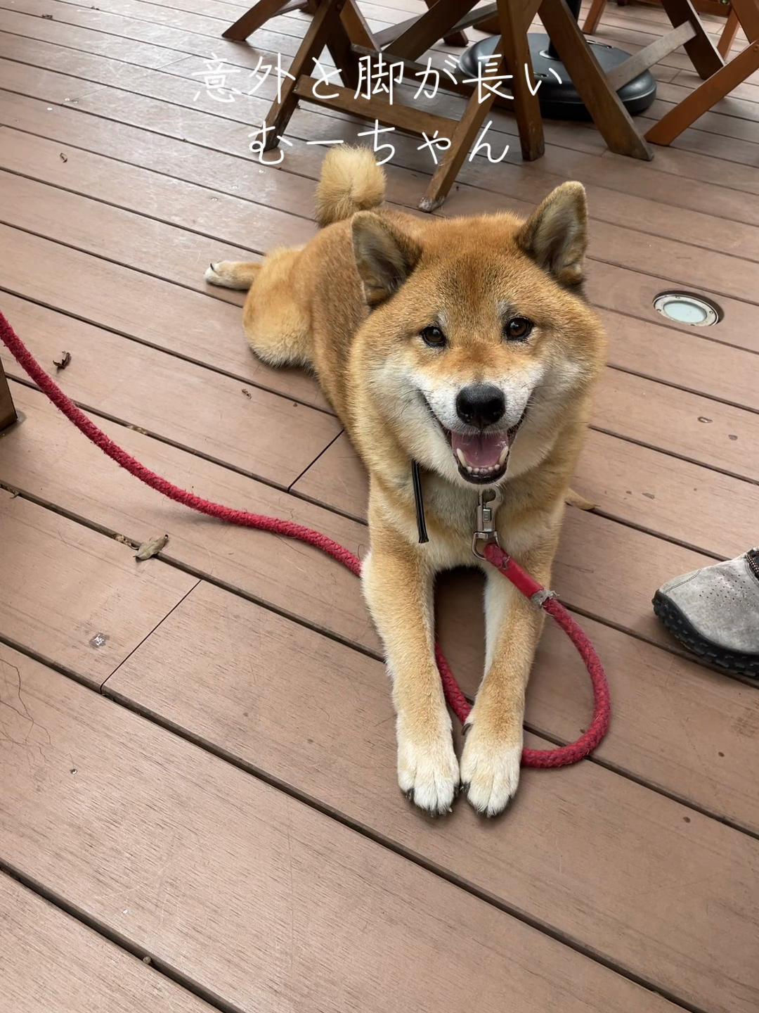@柴犬むーちゃん