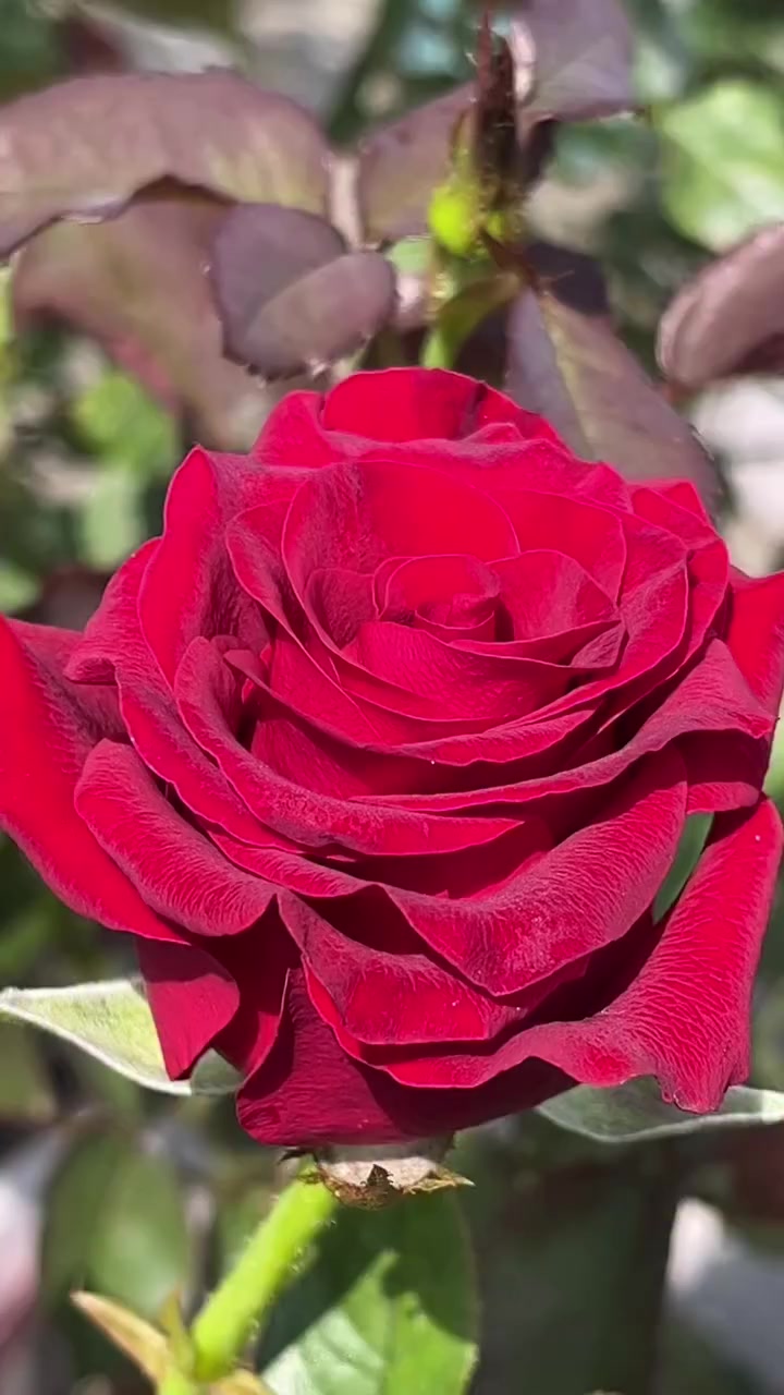 @Adil