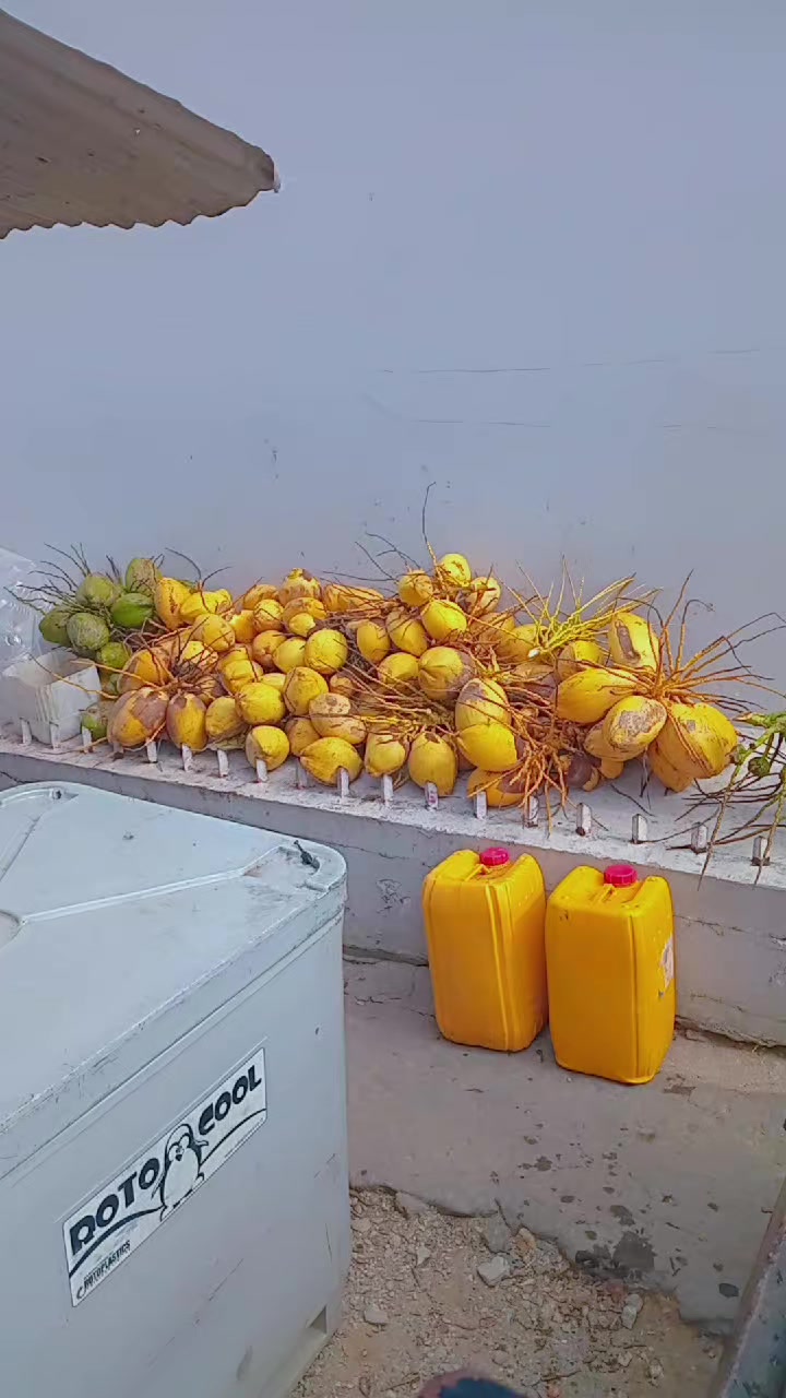 @Young Tiger Cold Coconuts🥥🌴