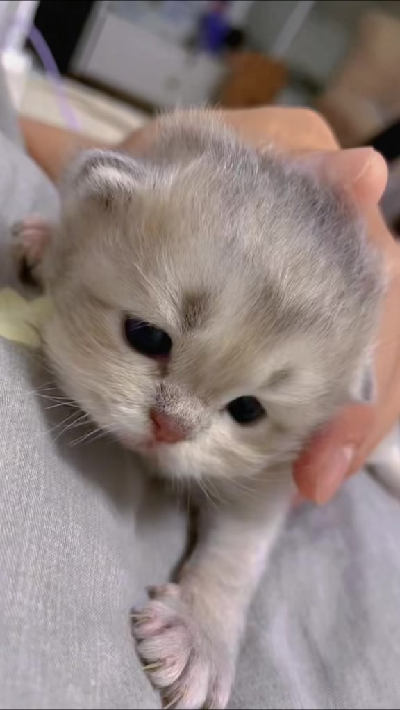 @catbosssss
