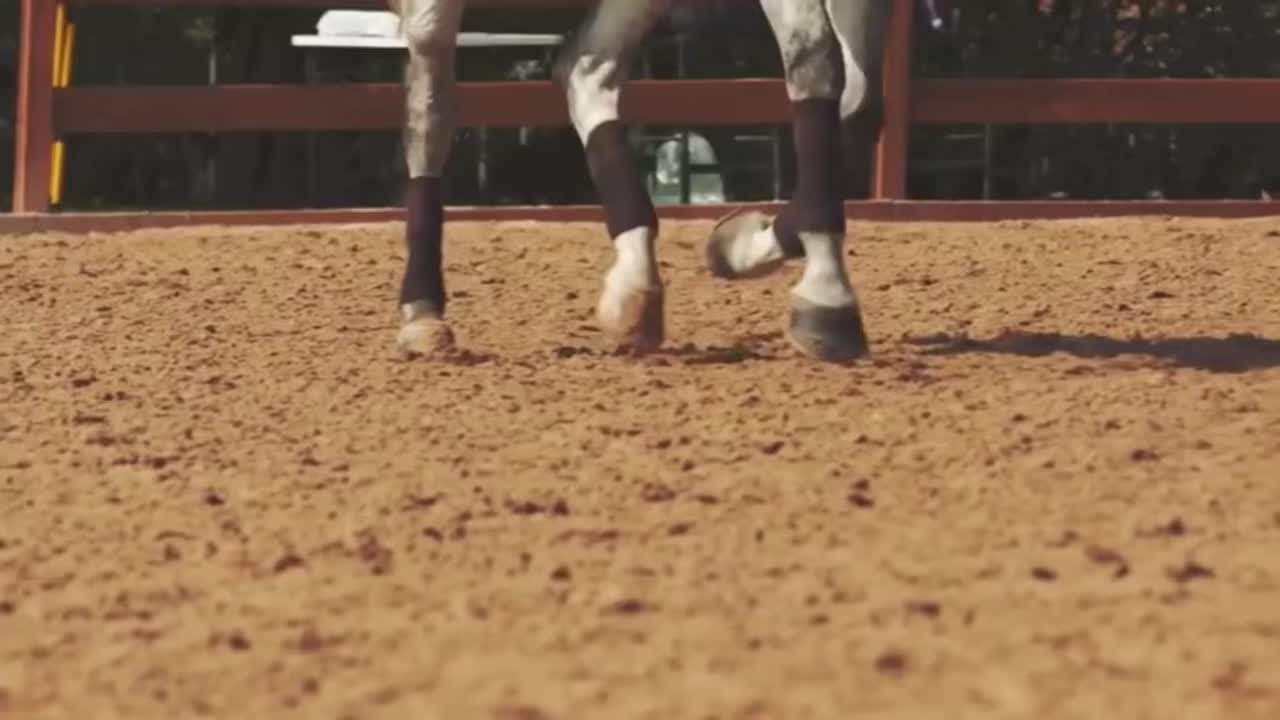 @Horses