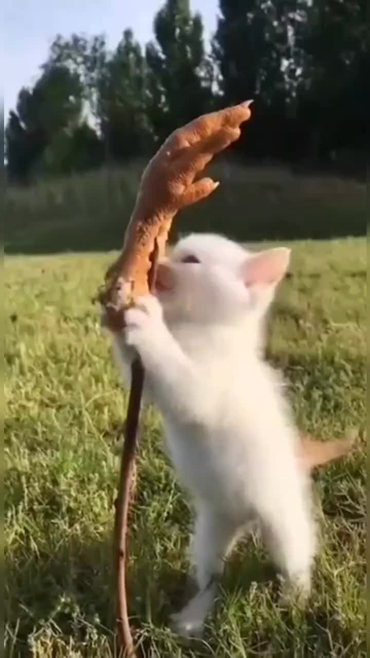 @leonupetpet