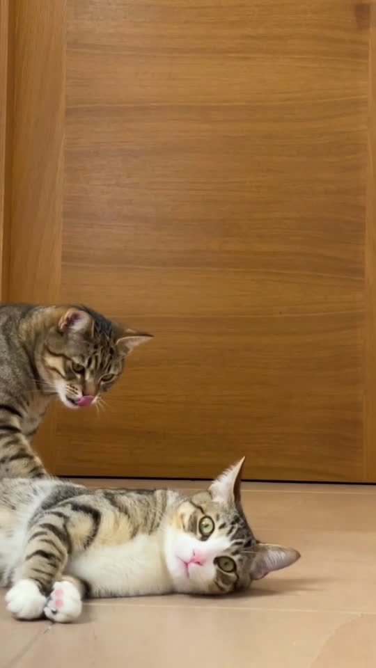 @Gatitos Gatetes