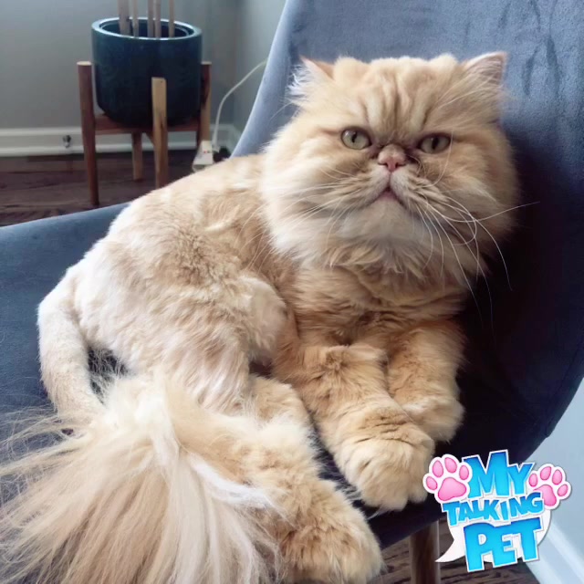 @Nugget the Cat