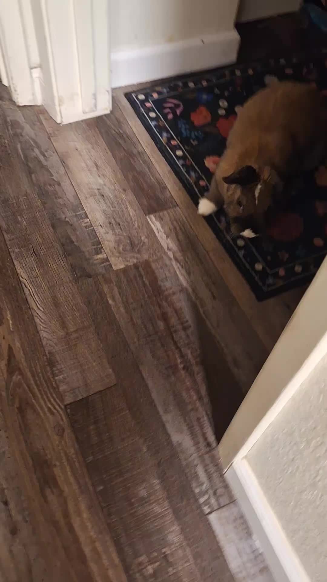 @kaitlinsillyrabbit