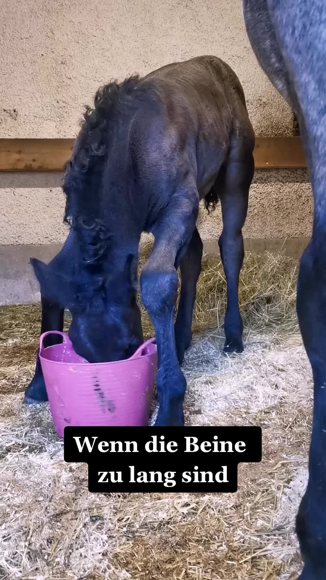 @Rabischnig