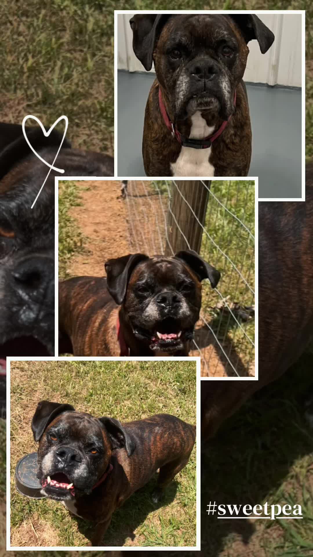 @Angie@k9kennels🐾