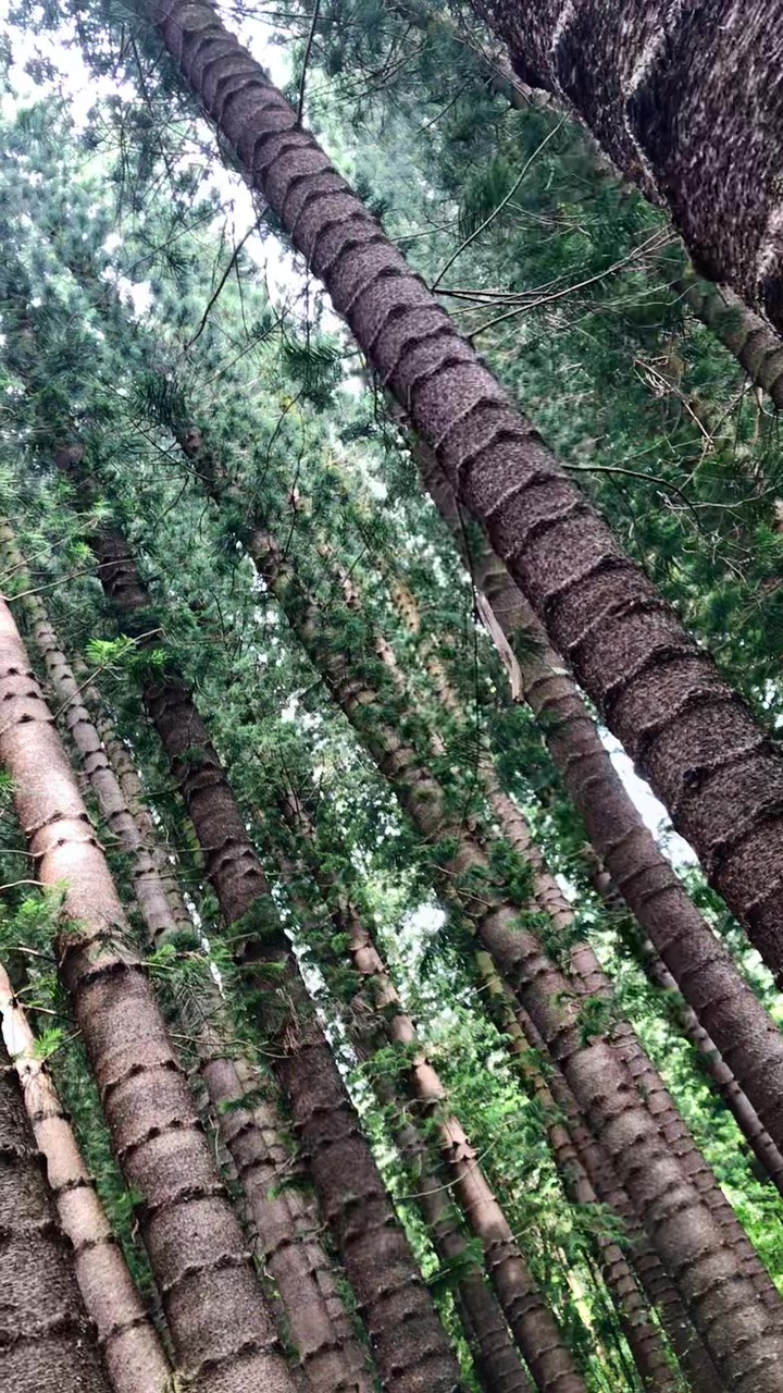 @natturealivee