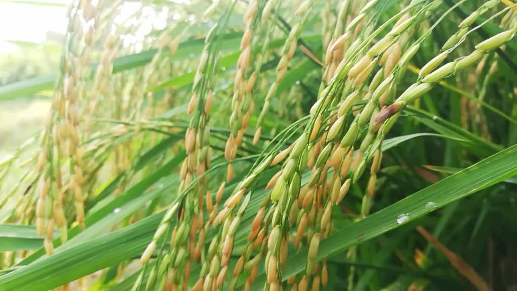 @R.saran agriculture