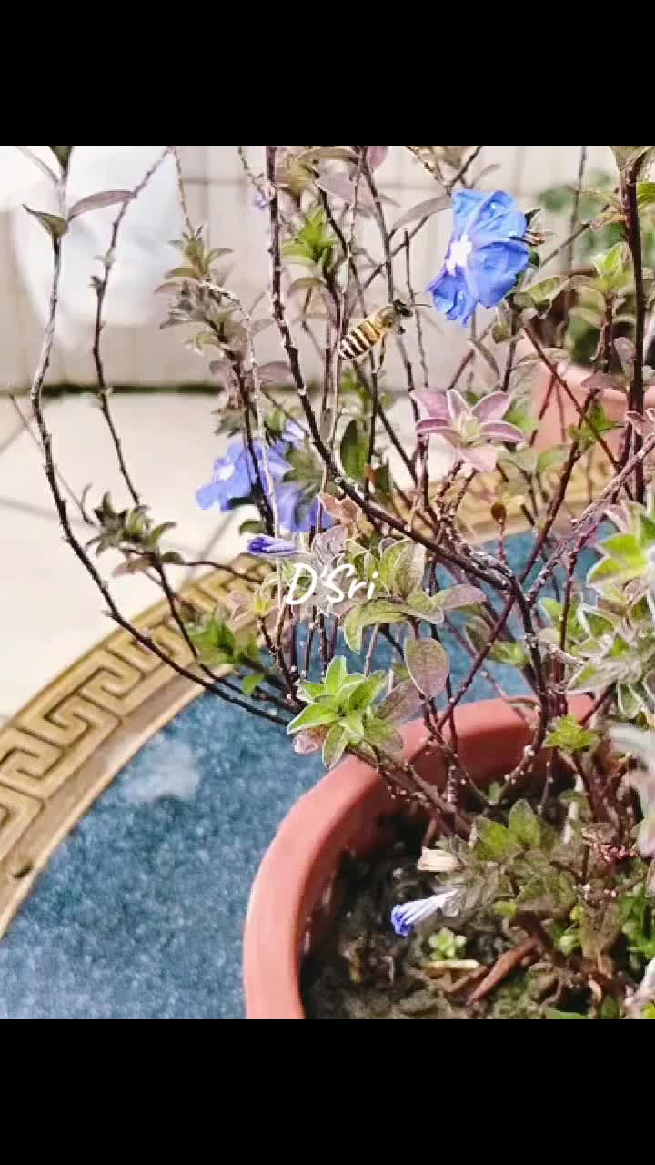 @dhesri73