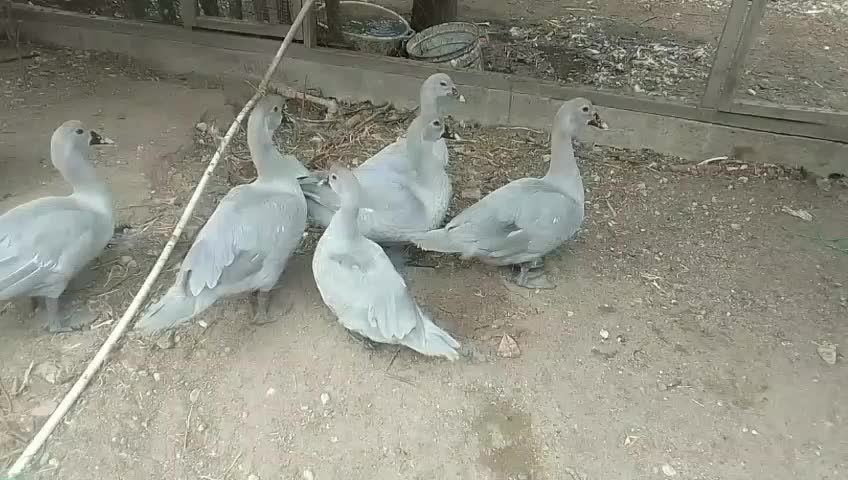 @MAŞTAĞA_QUŞCULUĞ