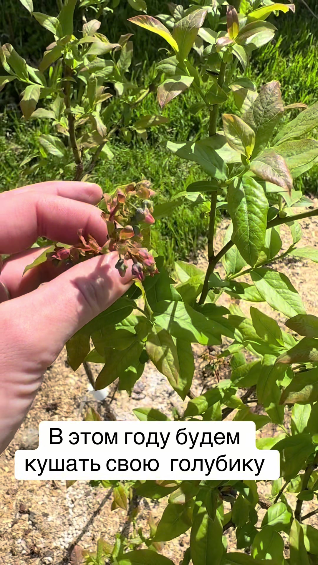 @26 соток