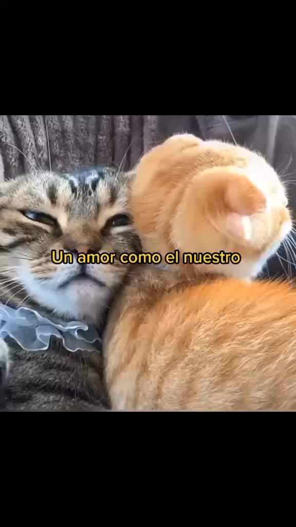 @eli